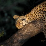 choice leopard.jpgw sigfamily beautiful (1)