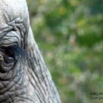 elephant eyefamily beautiful (1)