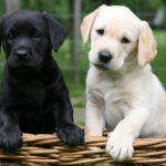 lab puppies