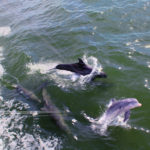 Dolphin-2-1