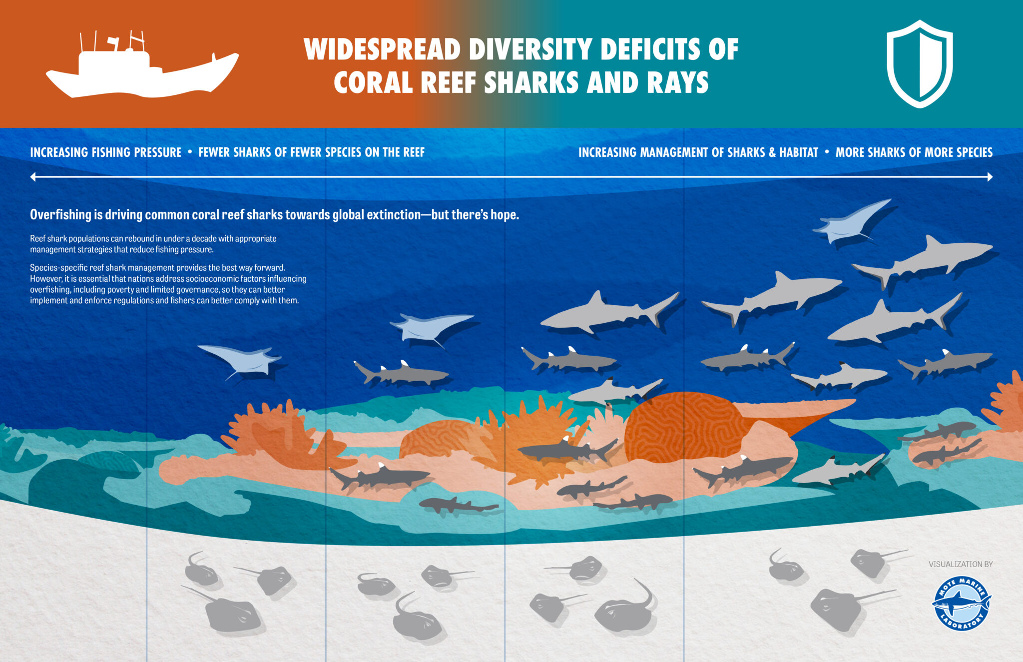 Reef Sharks on the Verge of Extinction - Family Beautiful