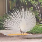 Albino-Peacock